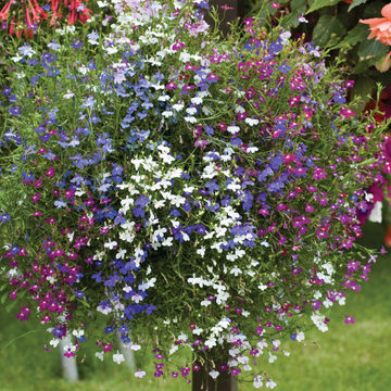 Lobelia 'Malanseuns Cascades Mixed' 6 pack