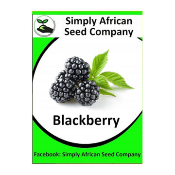 Blackberry (10's)