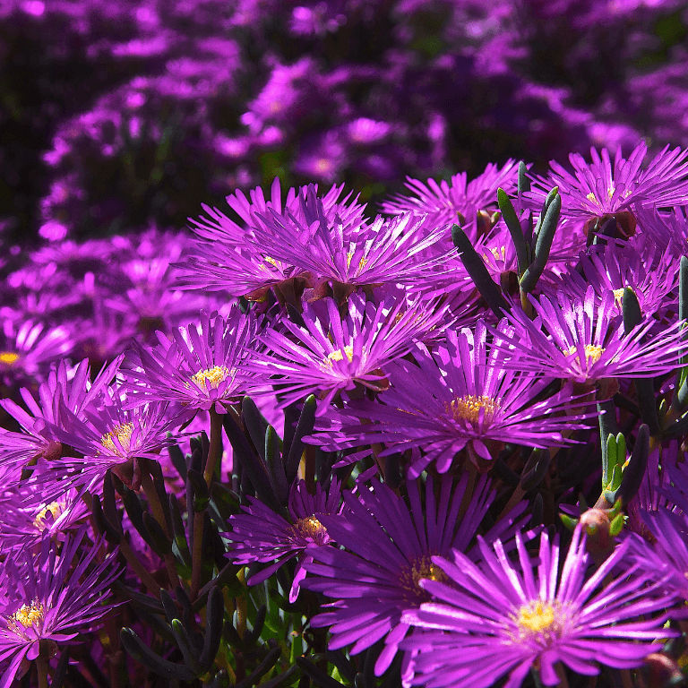 Vygie 'Purple Parade' 12cm