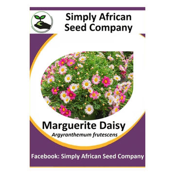 Marguerite Daisy (30's)
