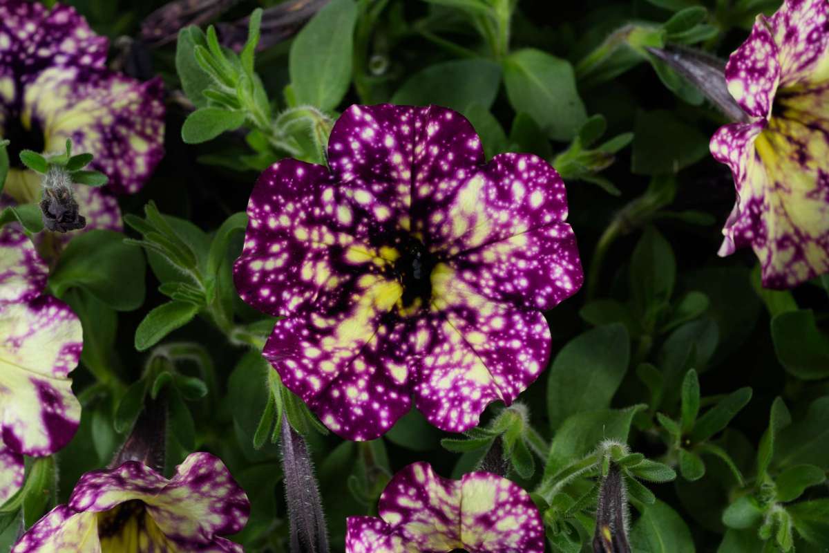 Petunia Splash Dance Magenta Mambo 15cm