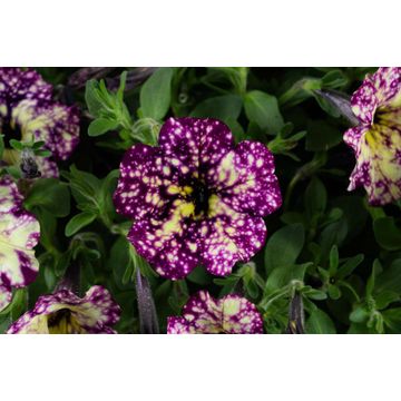 Petunia Splash Dance Magenta Mambo 15cm
