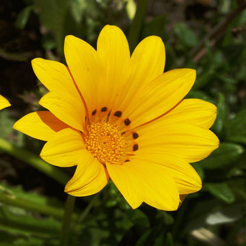 Gazania 'Malanseuns Yellow' 6 pack