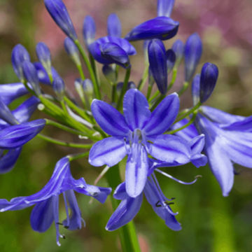 Agapanthus africanus Lapis var. ‘Lazuli’ (N) 17cm