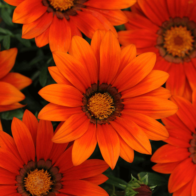 Gazania New Day Bright Orange 15cm
