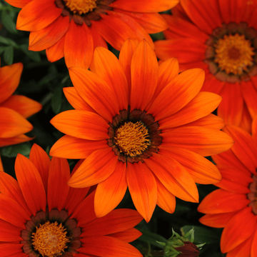 Gazania New Day Bright Orange 15cm