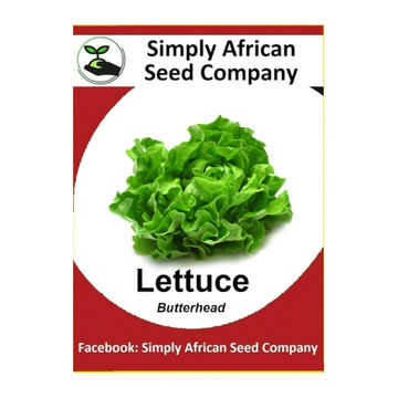 Lettuce Butter Head (100's)