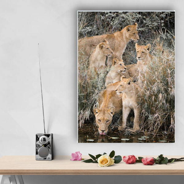 Simon Webb Wildlife A0 Canvas print - Lioness with Cubs