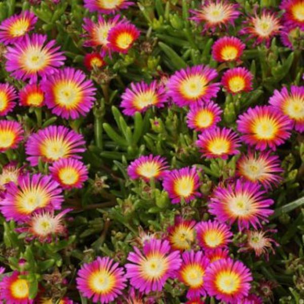 Delosperma nubeginum Wheels of Wonder Hot Pink 15cm