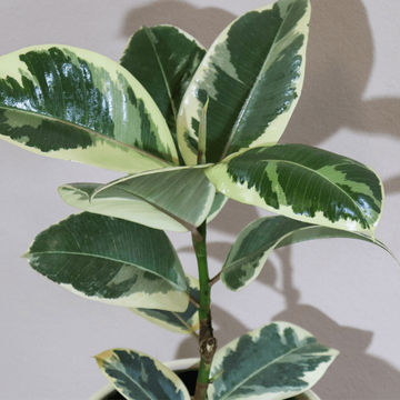 Ficus elastica Tineke 19cm