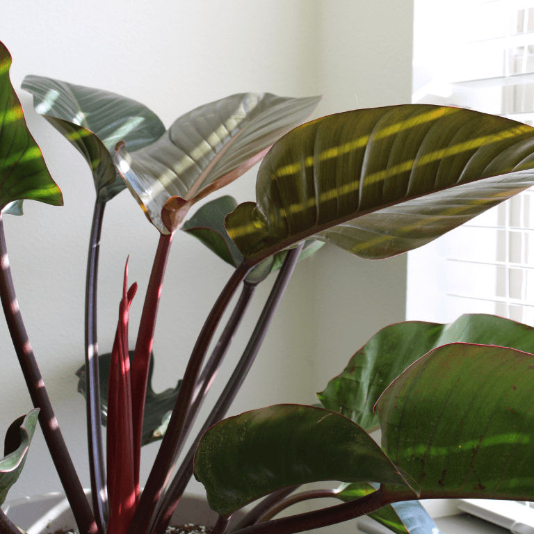Philodendron Rojo Congo 19cm