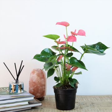 Flamingo Flower