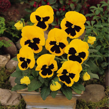 Pansy Giant Yellow 6 pack