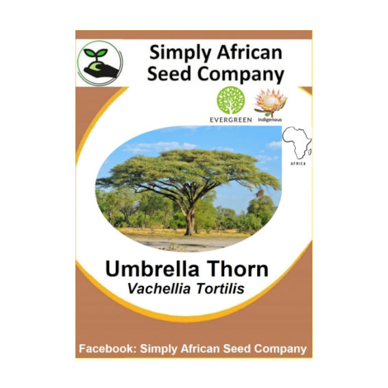 Umbrella Thorn (Vachellia Tortilis) (6's)