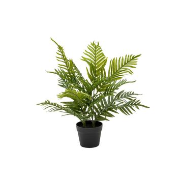 Vividitto - Pochard Palm In Pot 60cm