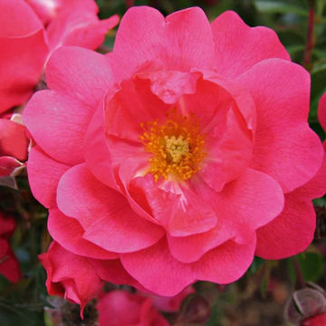 Flower Carpet ® Pink Supreme 19cm