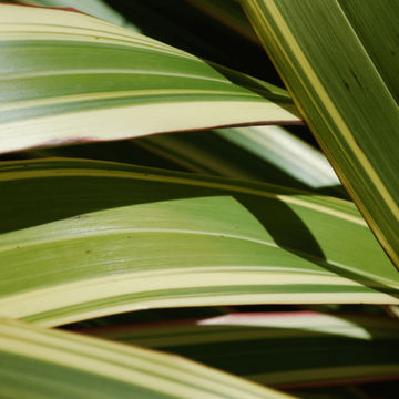 Phormium 'Yellow Wave' 15cm
