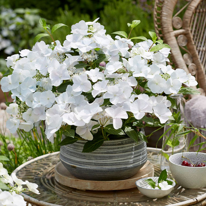 Hydrangea Runaway Bride 19cm