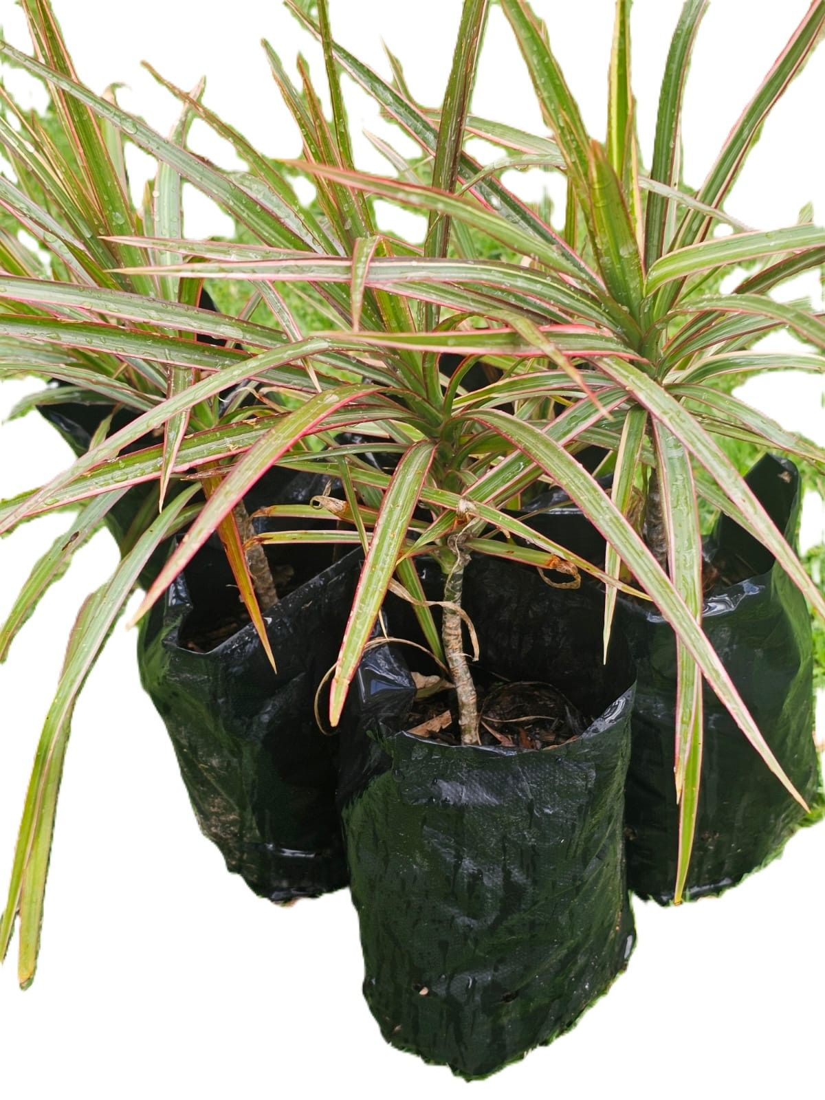 Dracaena Tricolor Tree - Stunning Low maintenance Home and Office Decor