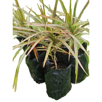 Dracaena Tricolor Tree - Stunning Low maintenance Home and Office Decor