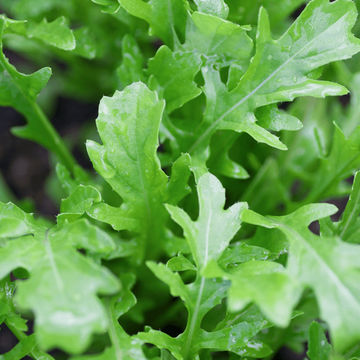 Herb Rocket 6 pack