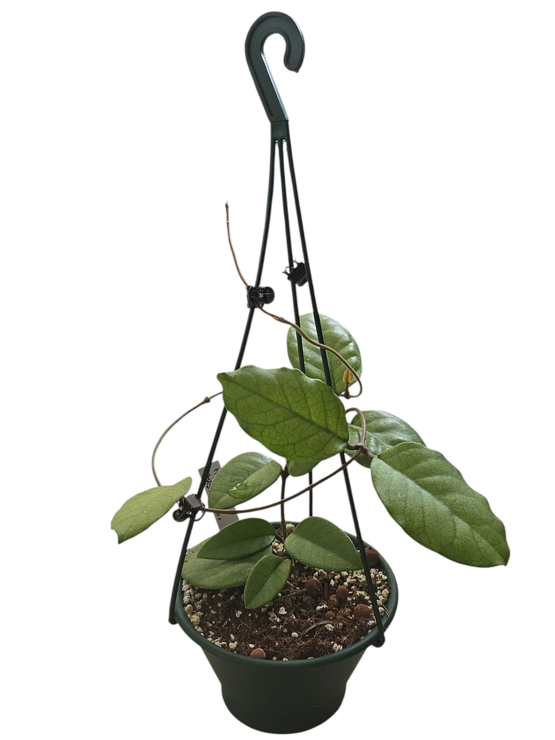 Hoya Australis