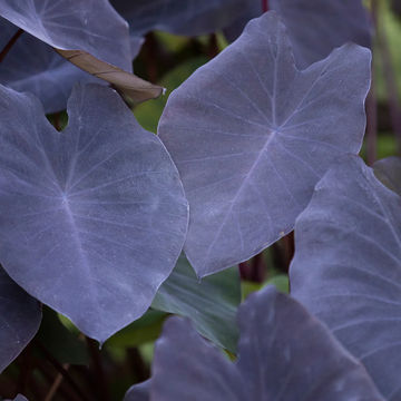 Colocasia esculenta Black Magic 19cm