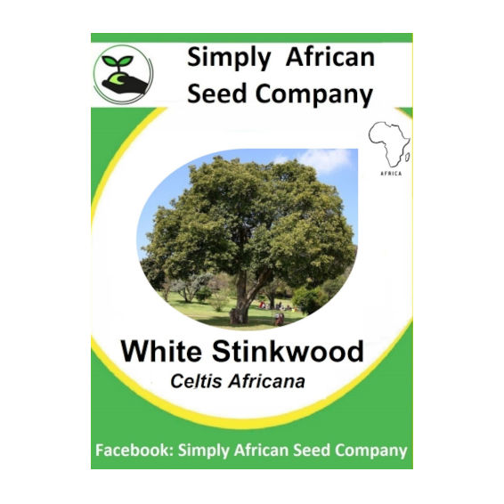 White Stikwood (Celtis africana) (6's)
