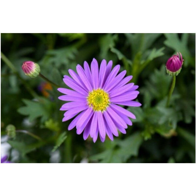 Brachyscome Fresco Purple 15cm