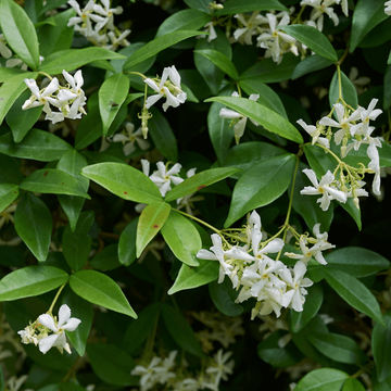Jasmine on stake 17cm Pot