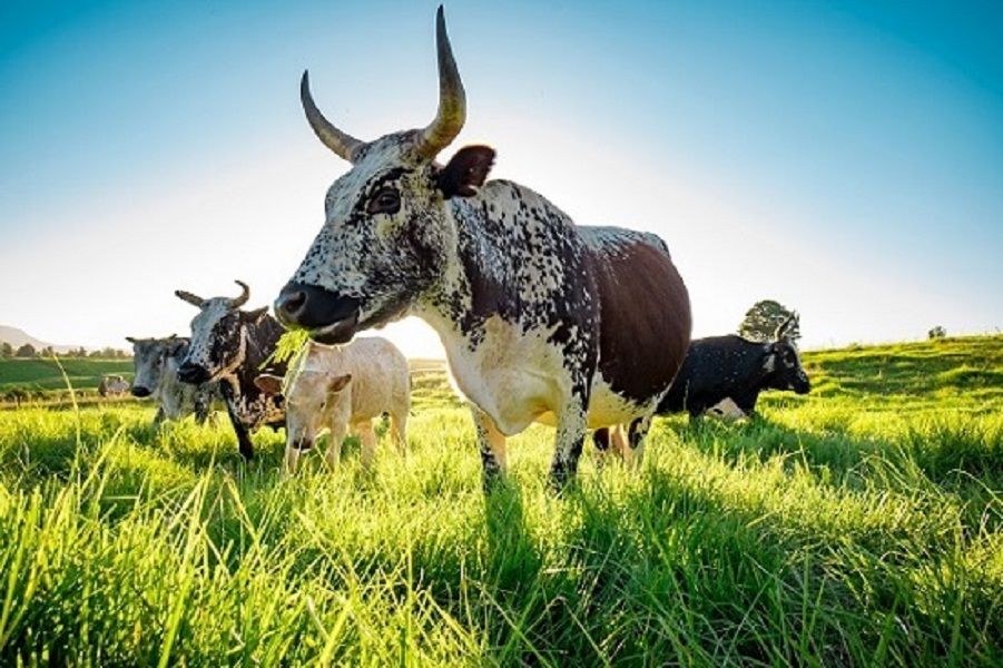 Paramount Mirrors & Prints - Canvas Print - Nguni in Grass