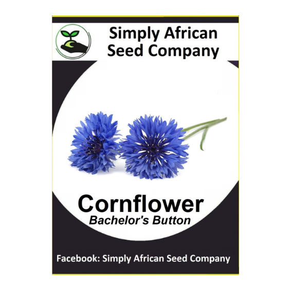 Cornflower Blue Boy (Bachelor's Button) (50's)
