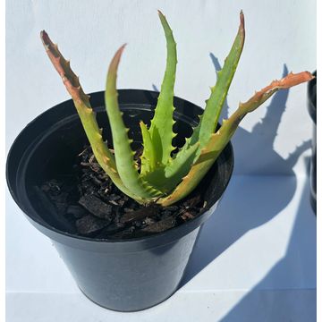 Aloe Vera Succulent plant in pots