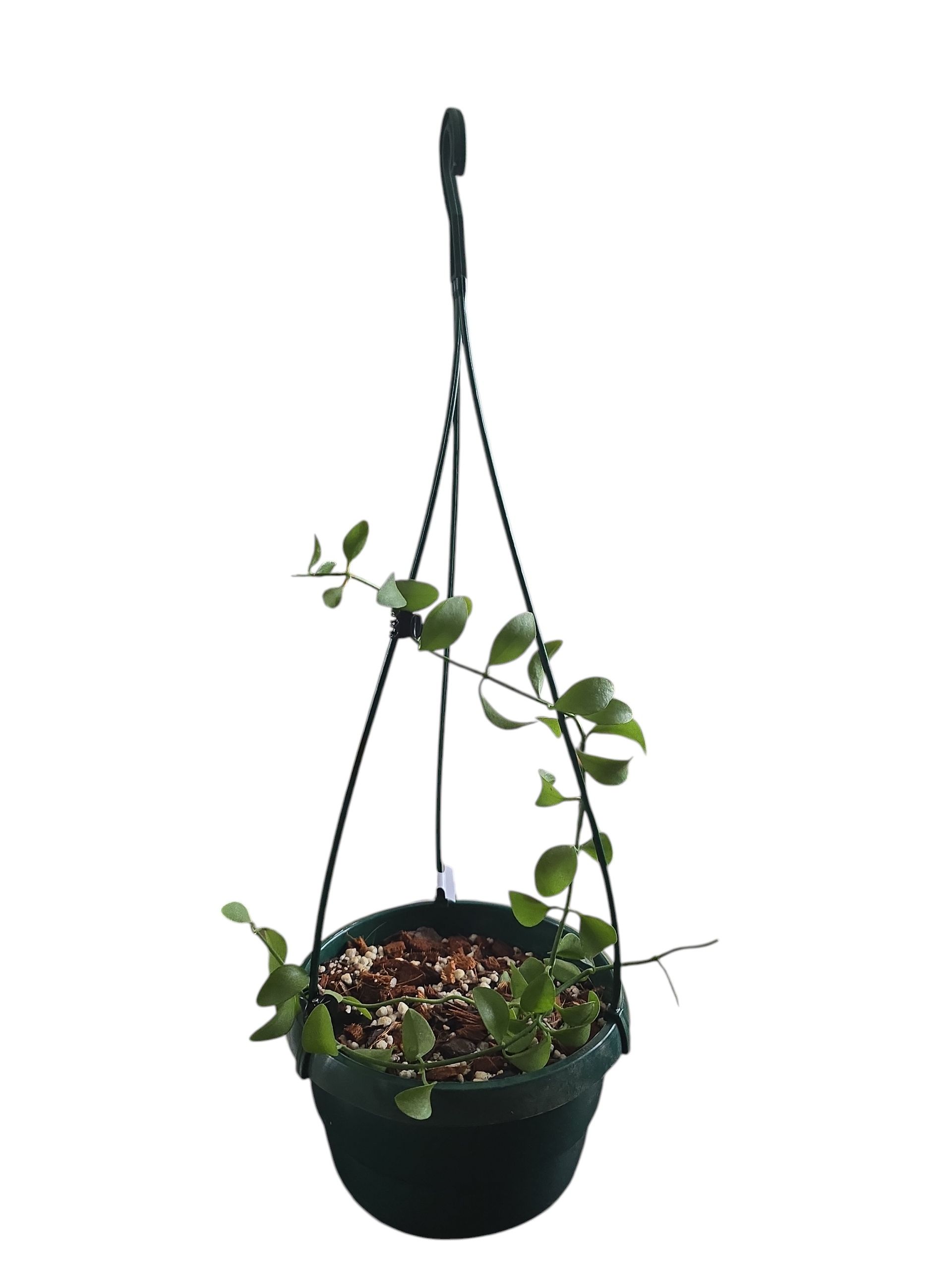 Dischidia Oiantha