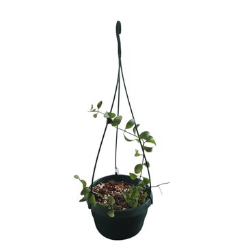 Dischidia Oiantha