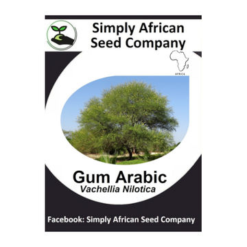 Gum Arabic Tree (Vachellia Nicotica) 6's