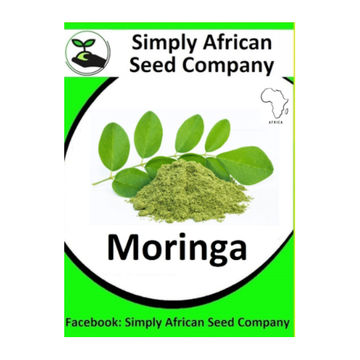 Moringa Tree (6'S)