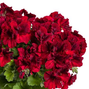 Pelargonium Regal Pac Aristo Red Velvet 19cm