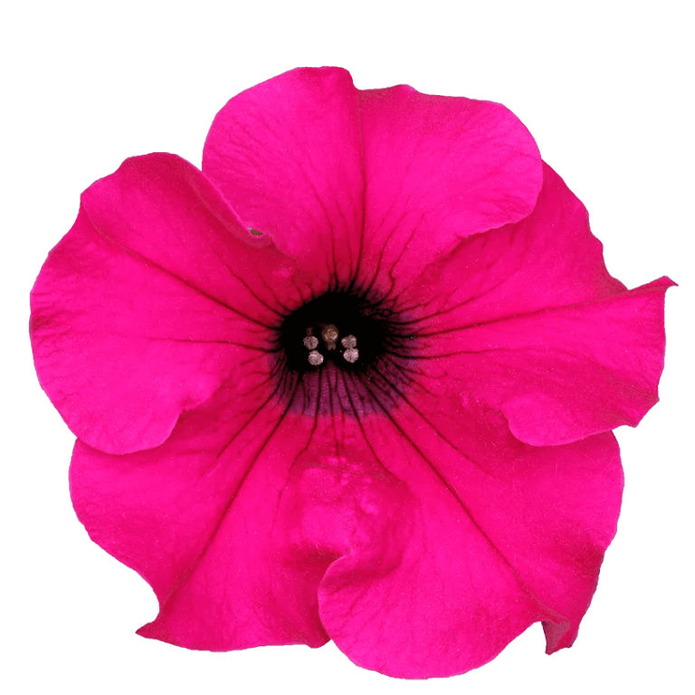 Petunia 'Malanseuns Giant Pink' 6 pack | LEROY MERLIN South Africa