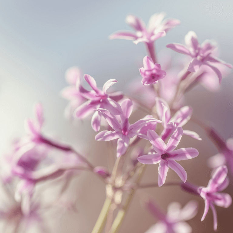 Wild Garlic 'Kilimanjaro' 17cm