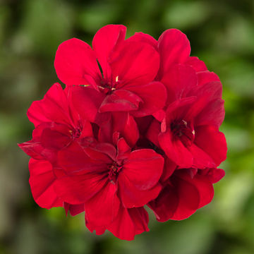 Pelargonium interspecific Calliope Dark Red 15cm
