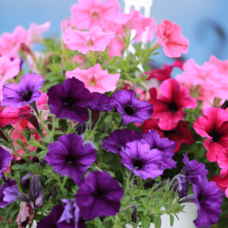 Petunia 'Malanseuns Giant Mix' 6 pack