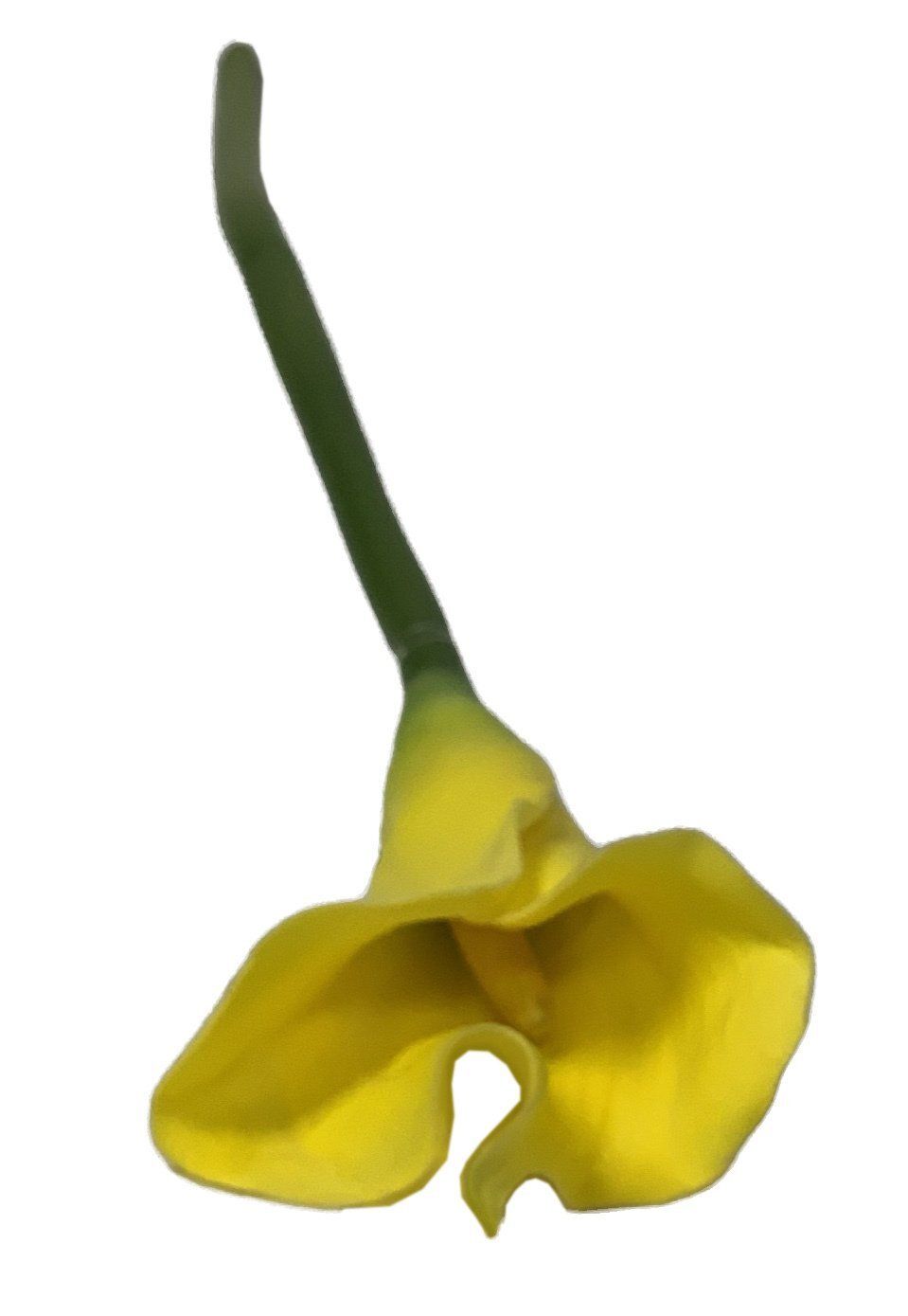 Arum Lily Yellow