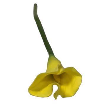 Arum Lily Yellow
