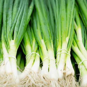 Onions Spring 6 pack