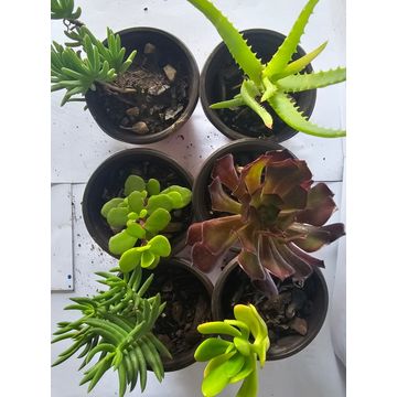 6 pack Succulent plants in plastic pots (Various species)