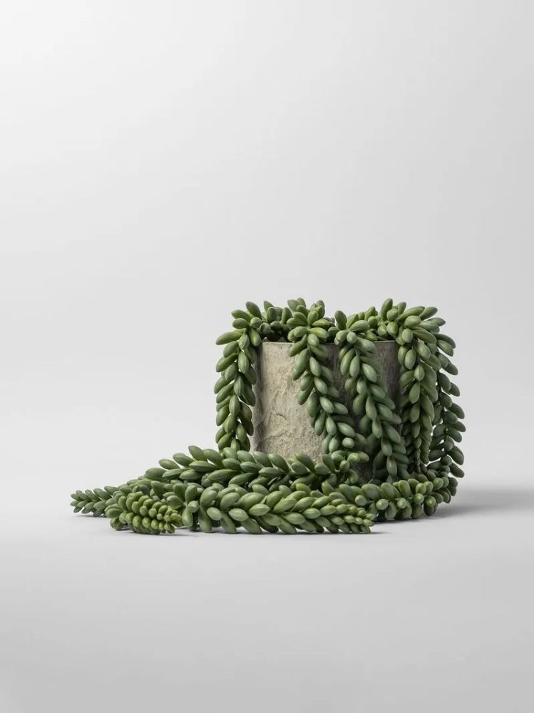 Faux Potted Donkey Tail Plant in Cement Pot – Artificial Indoor Plant 49cm