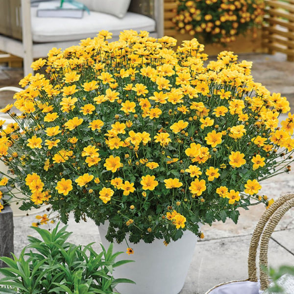 Bidens ferulifolia Golden Empire 15cm