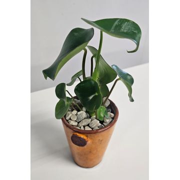 Indoor Money plants in glazed pots (Various species available)