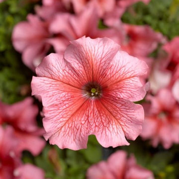Petunia 'Malanseuns Giant Salmon' 6 pack